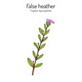 False heather, or elfin herb Cuphea hyssopifolia , medicinal plant