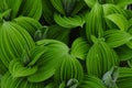 False Helebore Or Indian Poke Veratrum Viride growing In The A Royalty Free Stock Photo