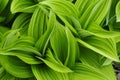 False Helebore, Veratrum Viride, Growing Along A Stream In The A Royalty Free Stock Photo