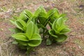 False Hellebore, Corn Lily Veratrum lobelianum, fam. Melanthiaceae or Liliaceae in mountain meadows