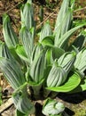 False Hellebore Sprouts - Veratrum viride Royalty Free Stock Photo