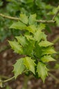 Golden false holly Osmanthus heterophyllus Ogon glossy golden-yellow leaves