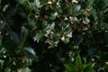 False holly Osmanthus heterophyllus flowers.