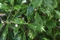 False holly Osmanthus heterophyllus 2