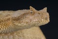 False horned viper / Pseudocerastes fieldi