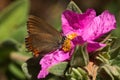 False ilex hairstreak butterfly set on a pink flower - Satyrium esculi