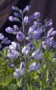 A Single Stem of False Indigo Royalty Free Stock Photo