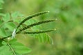 False indigo-bush