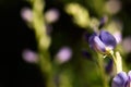 False Indigo Flower Royalty Free Stock Photo