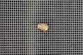 False japanese beetle clinging to metal mesh screen