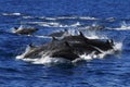 False Killer whales pods Royalty Free Stock Photo