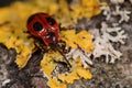 False ladybird beetle (Endomychus coccineus) on lichen covered wood