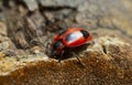 False ladybird, Endomychus coccinea feeding on fungus