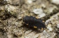 False ladybird, Endomychus coccinea larva on aspen bark