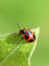 False ladybird Endomychus coccineus