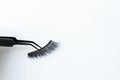 False lashes with black tweezer, isolated on white Royalty Free Stock Photo