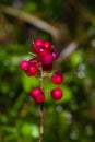 False lily of the valey, maianthemum bifolium, ripe berries, close-up, selective focus, shallow DOF Royalty Free Stock Photo