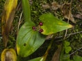 False lily of the valey, maianthemum bifolium, riping berries, close-up, selective focus, shallow DOF Royalty Free Stock Photo