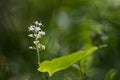 False lily of the valley close up Royalty Free Stock Photo