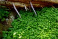 False-lily-of-the-valley covers the forest floor