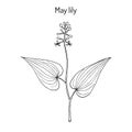 False Lily of the Valley Maianthemum bifolium , medicinal plant Royalty Free Stock Photo