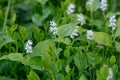 False lily of the valley, Maianthemum bifolium plants Royalty Free Stock Photo