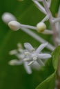 False Lily-of-the-Valley Speirantha convallarioides, starry white flower in close-up Royalty Free Stock Photo