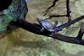 False map turtle sitting on a branch Royalty Free Stock Photo
