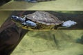 False map turtle swimming and shimering blue Royalty Free Stock Photo