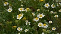 False Mayweed or Sea Mayweed - Tripleurospermum Maritimum. Wild chamomile, mayweed, false chamomile, and Baldr`s eyelashes, is th