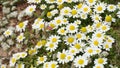 False Mayweed or Sea Mayweed - Tripleurospermum Maritimum. Wild chamomile, mayweed, false chamomile, and Baldr`s eyelashes, is th