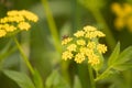 Little insect sitting on flower in the meadow