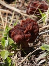 False Morel - Gyromitra esculenta Royalty Free Stock Photo