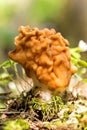 The False Morel Gyromitra esculenta. Royalty Free Stock Photo