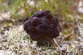 False Morel - Gyromitra esculenta