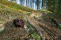 False morel, Gyromitra esculenta, growing in coniferous forest Royalty Free Stock Photo
