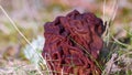 False morel (Gyromitra esculenta, Helvella esculenta) is conditionally edible or even poisonous mushroom, mushroom brain, type of 