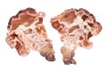 False Morel Gyromitra esculenta mushroom cut in half inside longitudinal section isolated on white background Royalty Free Stock Photo