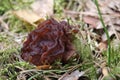 False Morel Gyromitra esculenta mushroom in forest Royalty Free Stock Photo