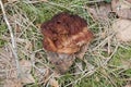 False Morel Gyromitra esculenta mushroom in forest Royalty Free Stock Photo