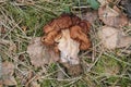 False Morel Gyromitra esculenta mushroom in forest Royalty Free Stock Photo