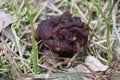 False Morel Gyromitra esculenta mushroom in forest Royalty Free Stock Photo