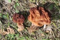 False Morel Gyromitra esculenta mushroom in forest Royalty Free Stock Photo