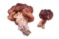 False Morel Gyromitra esculenta mushrooms isolated on white background Royalty Free Stock Photo