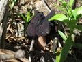 False Morel - Gyromitra esculenta Royalty Free Stock Photo