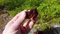 False morel Royalty Free Stock Photo