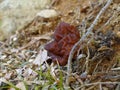 False morels on woodground with grass Royalty Free Stock Photo