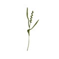 False oat-grass. Tall ornamental plant on thin stem with leaf. Botanical drawing of green onion couch. Flat vector