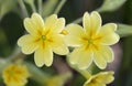 False Oxlip Royalty Free Stock Photo