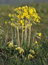 False Oxlip - Primula x polyantha Royalty Free Stock Photo